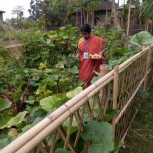 Image of Day by bay kitchen Garden r becoming  more and more prosperous .under Kamalpur ICDS Project Dhalai pic-2