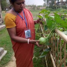 Image of Day by bay kitchen Garden r becoming  more and more prosperous .under Kamalpur ICDS Project Dhalai